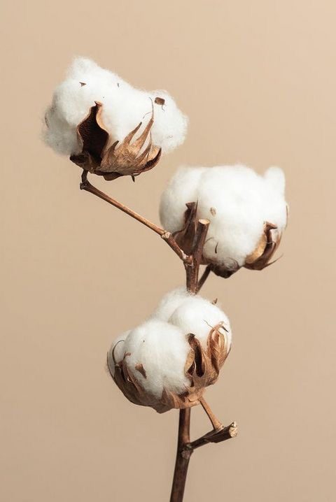 Cotton bolls — raw natural fibre